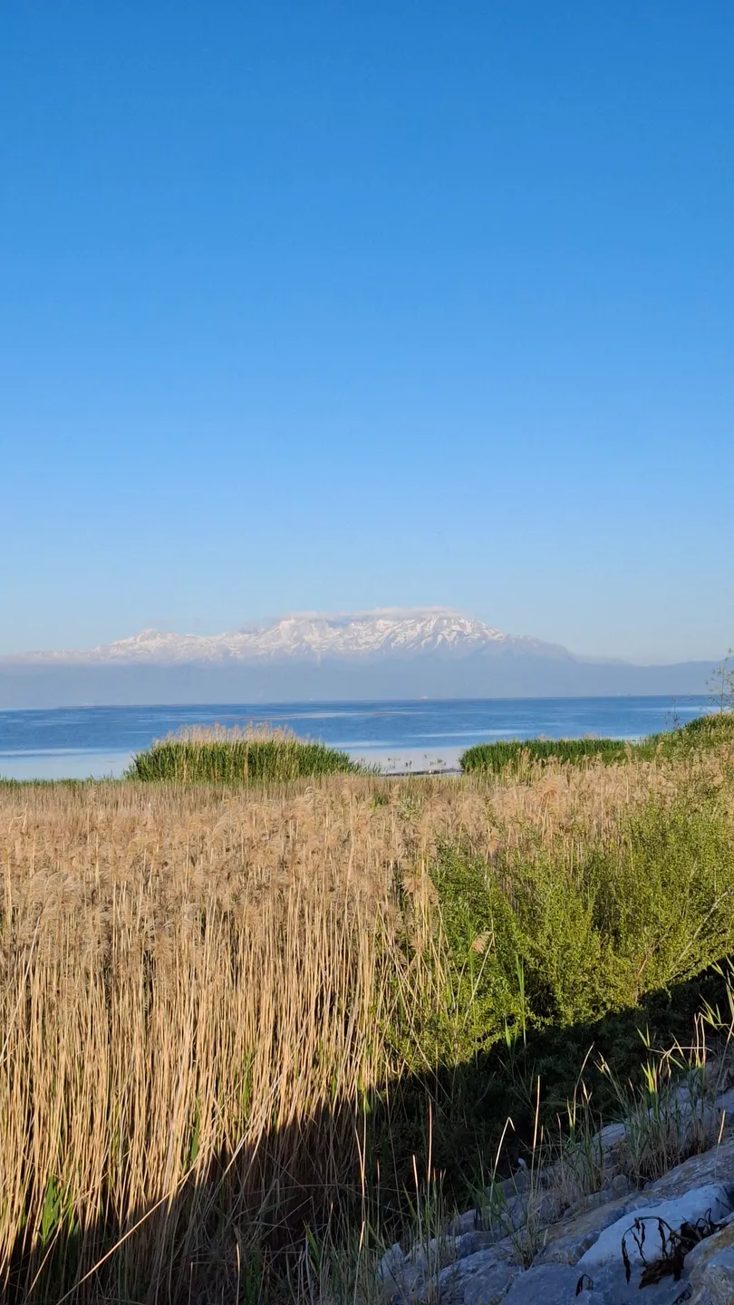 Schilf am Beyşehir-See